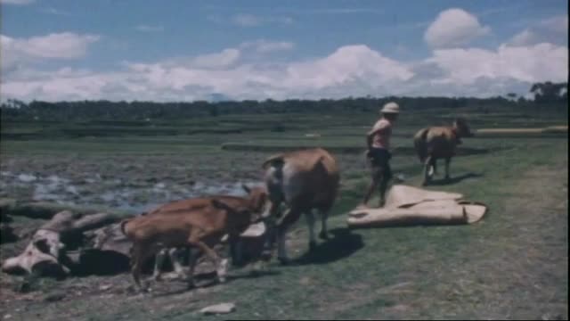 INDONESIA: Bali - Isle of Temples (Documentary, 1973)