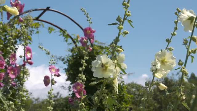 EXHIBITION ON SCREEN - ARTIST'S GARDEN (THE): American Impressionism and the Garden Movement (Art Documentary)